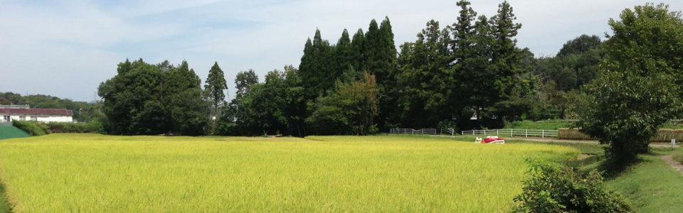 日本のど真ん中！東西南北に高速が通り、田舎ですがアクセスはよいです！そんなところで昔ながらの農法にこだわり、減農薬にて米や野菜を作っています！岐阜県関市の玉田農場