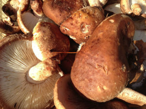 shiitake